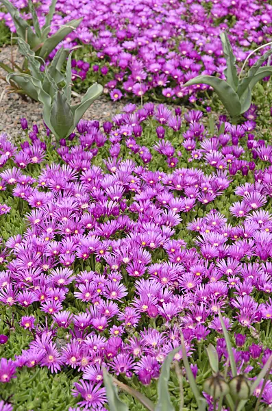 508254 - Ice plant (Delosperma)