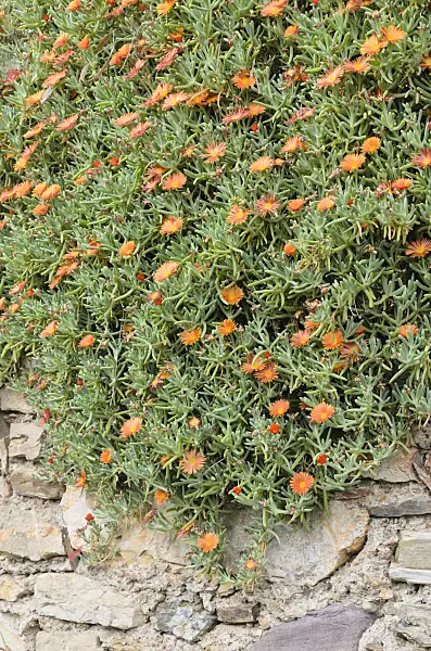 533122 - Ice plant (Delosperma)
