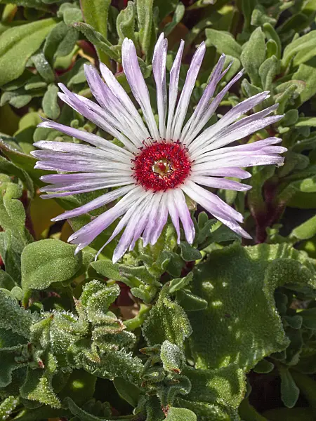403059 - Ice plant (Delosperma aberdeenense)
