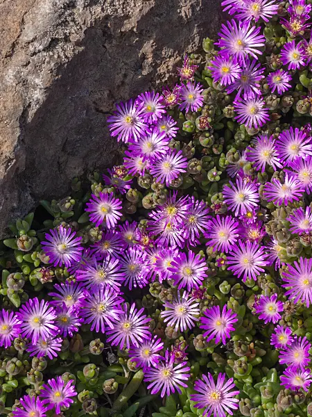 405056 - Ice plant (Delosperma aberdeenense)