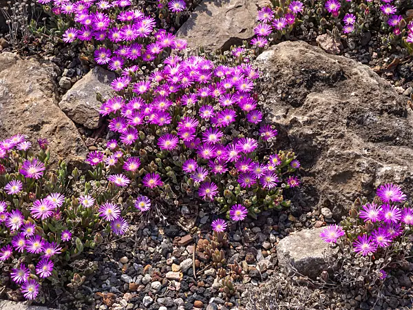 461028 - Ice plant (Delosperma aberdeenense)