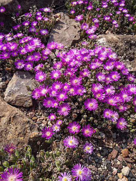 461029 - Ice plant (Delosperma aberdeenense)