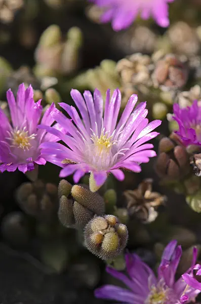 524162 - Ice plant (Delosperma aberdeenense)
