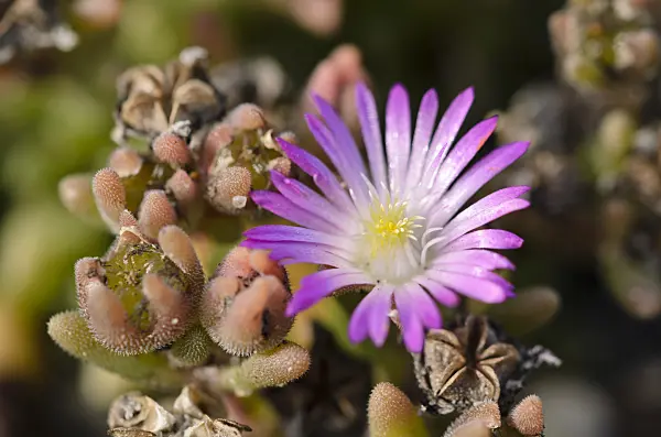 524163 - Ice plant (Delosperma aberdeenense)