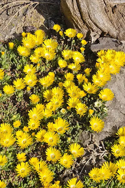 472058 - Ice plant (Delosperma congestum)