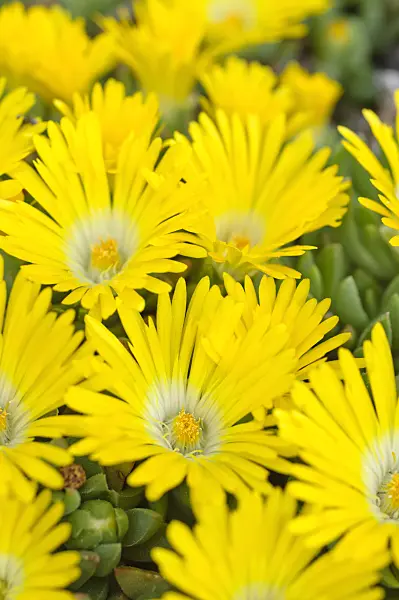 472059 - Ice plant (Delosperma congestum)
