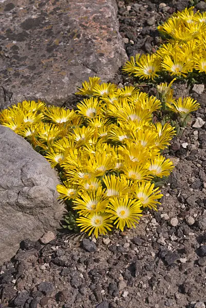 607276 - Ice plant (Delosperma cortigerum)