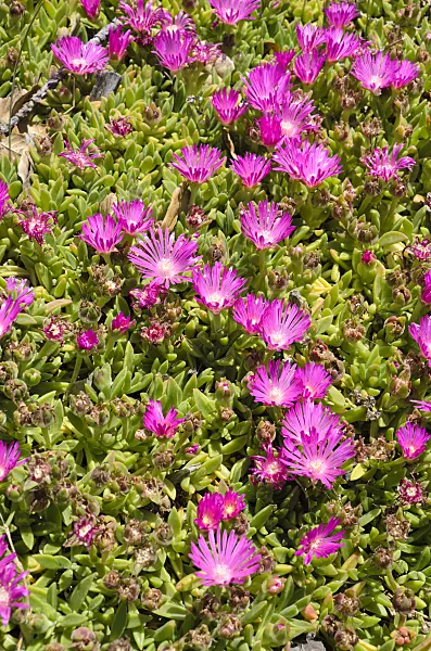 508421 - Ice plant (Delosperma lavisiae)