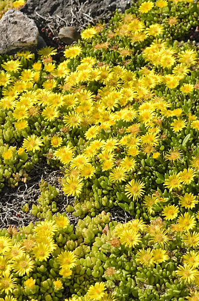 521038 - Ice plant (Delosperma nubigenum)