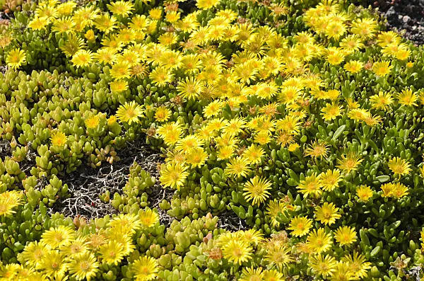 521039 - Ice plant (Delosperma nubigenum)