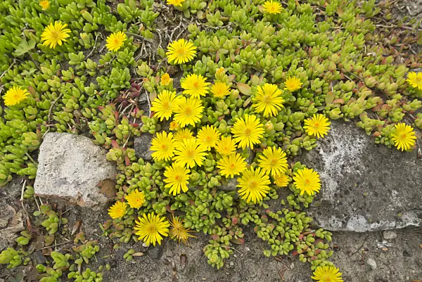 608069 - Ice plant (Delosperma nubigenum)