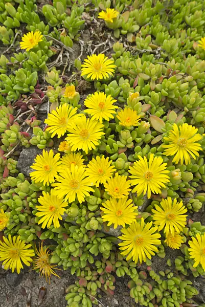 608070 - Ice plant (Delosperma nubigenum)