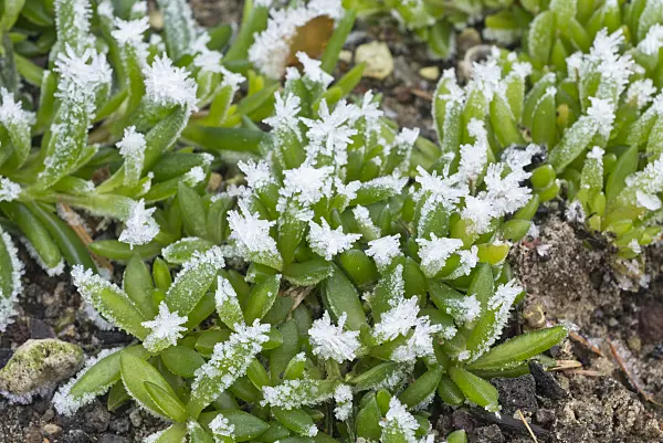 565025 - Ice plant (Delosperma) with hoar frost