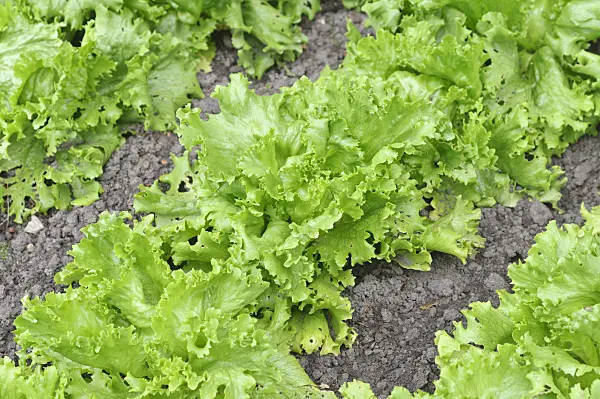 485051 - Iceberg lettuce (Lactuca sativa var. capitata)