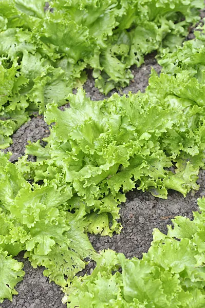 485053 - Iceberg lettuce (Lactuca sativa var. capitata)