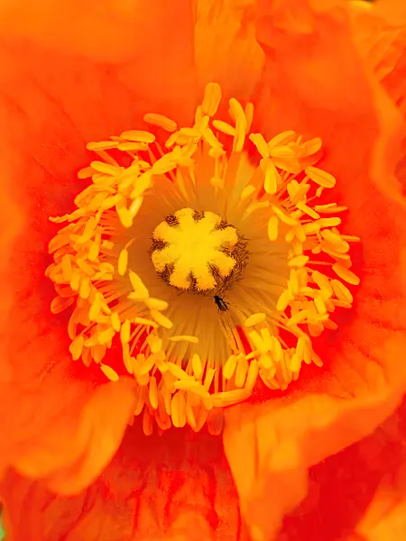437402 - Iceland poppy (Papaver nudicaule)