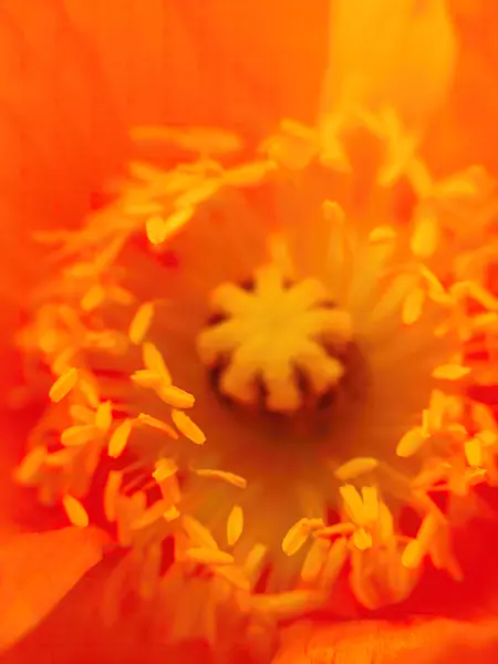 437403 - Iceland poppy (Papaver nudicaule)