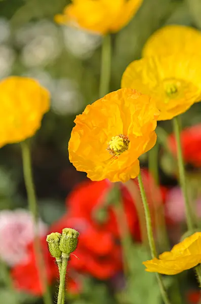 547046 - Iceland poppy (Papaver nudicaule)