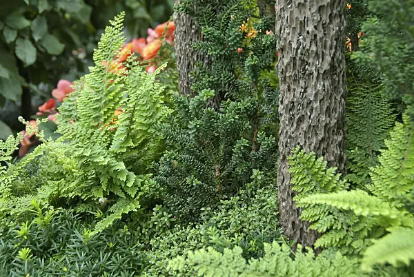 502441 - If commun (Taxus baccata 'Amersfoort')