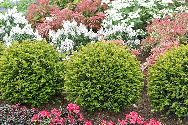 651549 - If commun (Taxus baccata 'Renke's Kleiner Grüner')