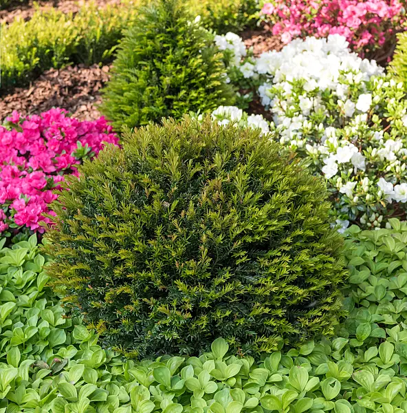664458 - If commun (Taxus baccata 'Renke's Kleiner Grüner')