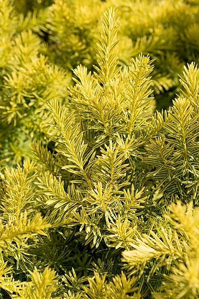 664459 - If du Japon (Taxus cuspidata 'Dwarf Bright Gold')