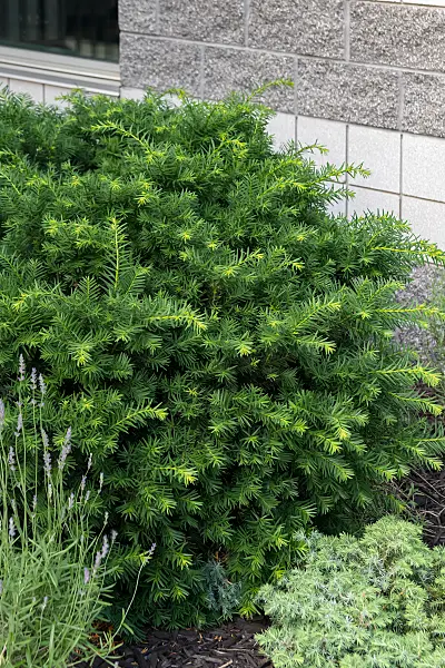 664460 - If du Japon (Taxus cuspidata 'Emerald Spreader' syn. Taxus cuspidata 'Monloo')