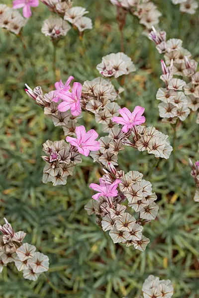 664001 - Igelpolster (Acantholimon albanicum)