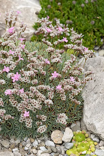664002 - Igelpolster (Acantholimon albanicum)