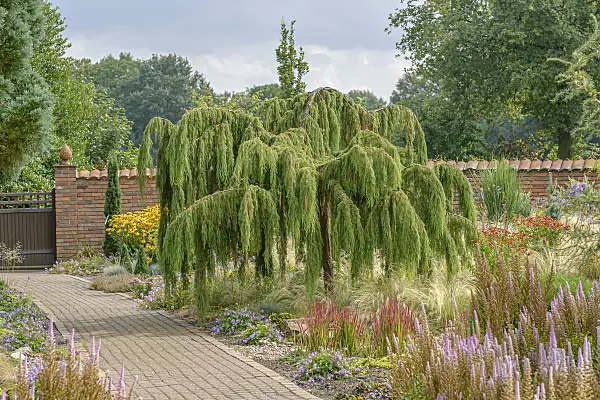 607124 - Igelwacholder (Juniperus rigida 'Pendula')