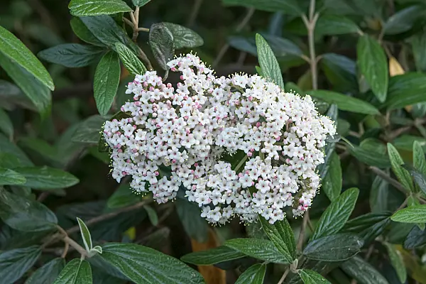 675381 - Immergrüner Schneeball (Viburnum Pragense)