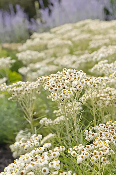475181 - Immortelle d'argent (Anaphalis margaritaceae)