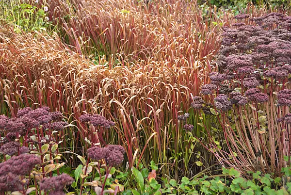 517455 - Impérata cylindrique (Imperata cylindrica 'Red Baron' syn. Imperata cylindrica 'Rubra')