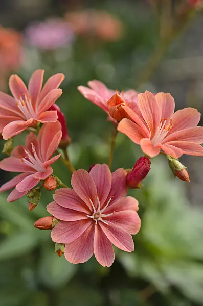 496107 - Imperial lewisia (Lewisia cotyledon)