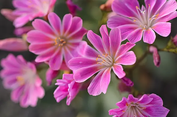 496108 - Imperial lewisia (Lewisia cotyledon)