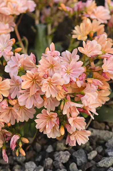 496109 - Imperial lewisia (Lewisia cotyledon)
