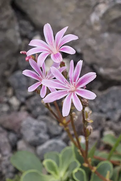 557017 - Imperial lewisia (Lewisia cotyledon)