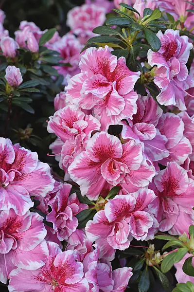 470018 - Indian azalea (Rhododendron simsii)