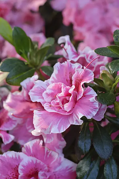 470019 - Indian azalea (Rhododendron simsii)