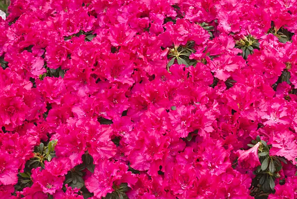 601018 - Indian azalea (Rhododendron simsii 'Ambrosianum')