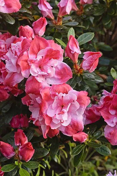470044 - Indian azalea (Rhododendron simsii 'Bunte Scherrer')