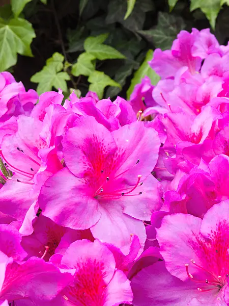 400046 - Indian azalea (Rhododendron simsii 'Concinna')