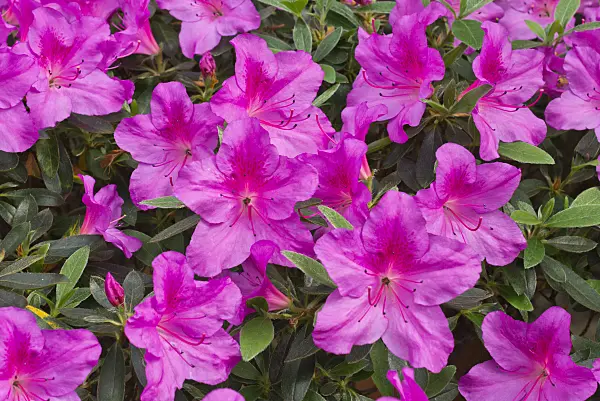 555047 - Indian azalea (Rhododendron simsii 'Concinna')