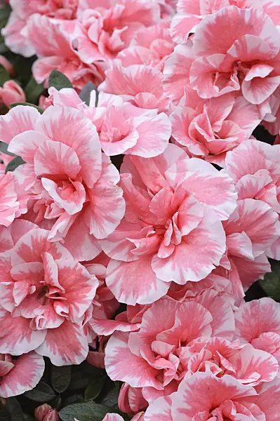 470022 - Indian azalea (Rhododendron simsii 'Doberlug')
