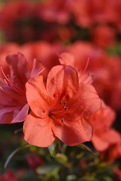 481050 - Indian azalea (Rhododendron simsii 'Feuerzauber')