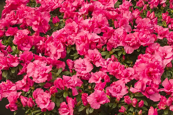 554024 - Indian azalea (Rhododendron simsii 'Gerhard Nicolai')