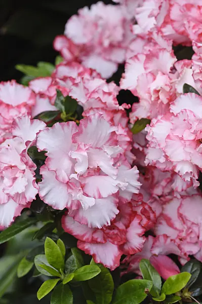 470023 - Indian azalea (Rhododendron simsii 'Gloria')