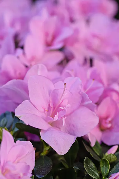 482034 - Indian azalea (Rhododendron simsii 'Janique')