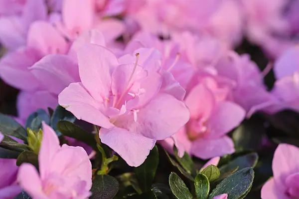 482035 - Indian azalea (Rhododendron simsii 'Janique')
