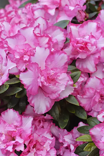 470020 - Indian azalea (Rhododendron simsii 'Leopold Astrid')